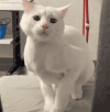萌宠 猫咪 跳舞 呆萌 可爱