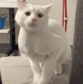 萌宠 猫咪 跳舞 呆萌 可爱
