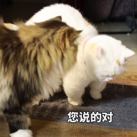 萌宠gif猫星人gif您说得对gif赞同gif呆萌gif可爱gif