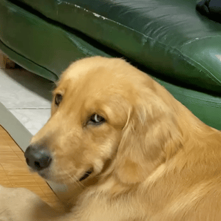 萌宠 狗 眨眼 呆萌 可爱