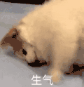 萌宠 狗 生气 呆萌 可爱
