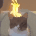 萌宠 猫咪 生气 呆萌 可爱