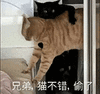 萌宠 猫咪 兄弟 猫不错偷了 呆萌 可爱