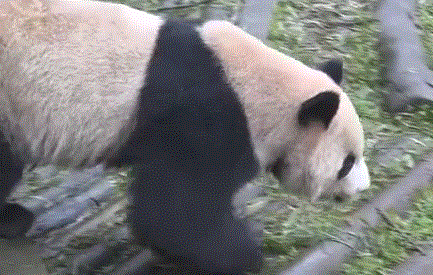 熊猫头走路动图图片
