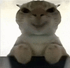 萌宠 猫咪 开心 呆萌 可爱