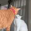 萌宠 猫咪 吵架 呆萌 可爱
