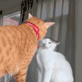 萌宠 猫咪 吵架 呆萌 可爱