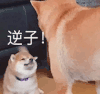 萌宠 狗狗 逆子 呆萌 可爱
