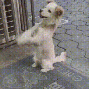 萌宠 狗狗 摆手 呆萌 可爱