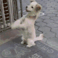 萌宠 狗狗 摆手 呆萌 可爱