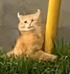 萌宠 猫咪 模糊 呆萌 可爱