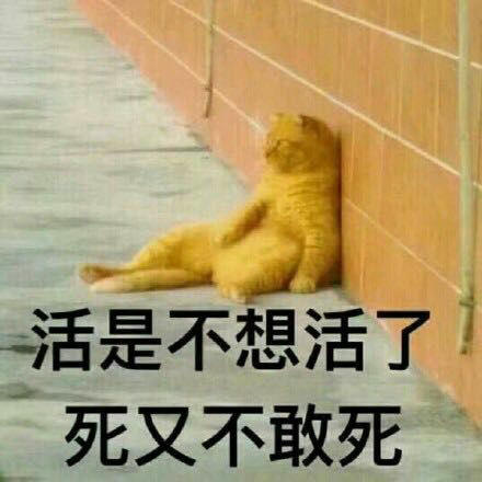 活是不想活了 死又不敢死 猫咪 可爱