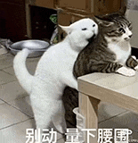萌寵 貓咪 別動量下腰圍 呆萌 可愛