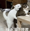 萌宠 猫咪 别动量下腰围 呆萌 可爱
