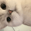 萌宠 猫咪 偷看 呆萌 可爱