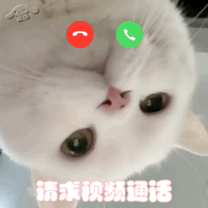 萌宠 猫咪 请求视频通话 呆萌 可爱