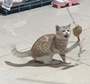 萌宠 猫咪 打 呆萌 可爱