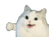 萌宠 猫咪 打 呆萌 可爱
