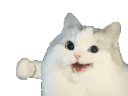 萌宠 猫咪 打 呆萌 可爱