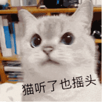 萌宠 猫咪 猫听了也摇头 呆萌 可爱