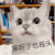 萌宠 猫咪 猫听了也摇头 呆萌 可爱