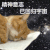 萌宠 猫 精神意识 回归宇宙 呆萌 可爱