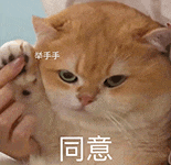 萌宠 猫咪 牵手手同意 呆萌 可爱