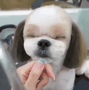 狗狗 剪刀 闭眼 可爱 宠物 乖巧