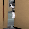 萌宠 猫咪 我来了 呆萌 可爱