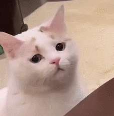 萌宠 猫咪 不开心 呆萌 可爱
