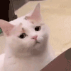 萌宠 猫咪 不开心 呆萌 可爱