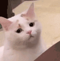 萌宠 猫咪 不开心 呆萌 可爱