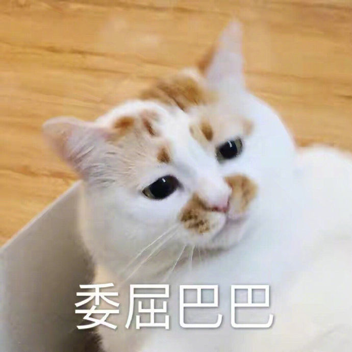 猫表情包可怜图片