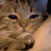 萌宠 猫咪 可怜 呆萌 可爱
