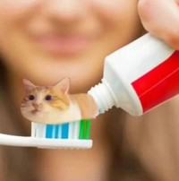 猫咪 牙膏猫咪 可爱 搞笑