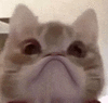 萌宠 猫咪 生气 呆萌 可爱