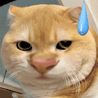 萌宠 猫咪 尴尬 呆萌 可爱