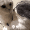 萌宠 猫咪 亲亲 呆萌 可爱