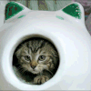 萌宠 猫咪 我来了 呆萌 可爱