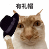 萌宠 猫咪 有礼帽 呆萌 可爱