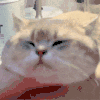 萌宠 猫咪 掐 呆萌 可爱