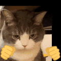 萌宠 猫咪 打拳 呆萌 可爱