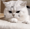 萌宠 猫咪 生胖气 呆萌 可爱