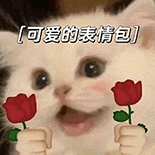 萌宠 猫咪 可爱的表情包 呆萌 可爱