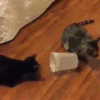 萌宠 猫咪 傻 呆萌 可爱