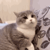萌宠 猫咪 打 呆萌 可爱