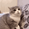 萌宠 猫咪 打 呆萌 可爱