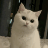 萌宠 猫咪 看 呆萌 可爱