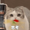 萌宠 猫咪 思考 呆萌 可爱
