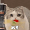 萌宠 猫咪 思考 呆萌 可爱
